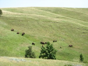 Bison, small herd