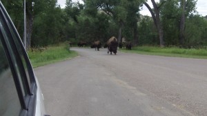 Bison jam coming up!