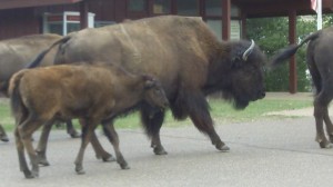 Family outing