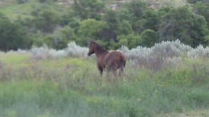 Feral friend